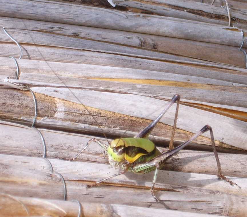 Cavallette istriane